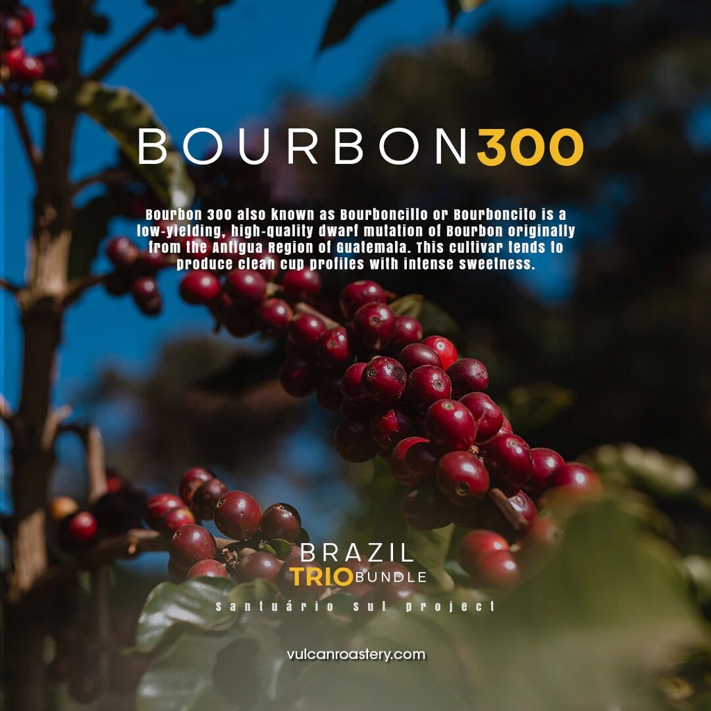 Vulcan Brazil Santuario Sul Bourbon 300 250G - Espresso Roast