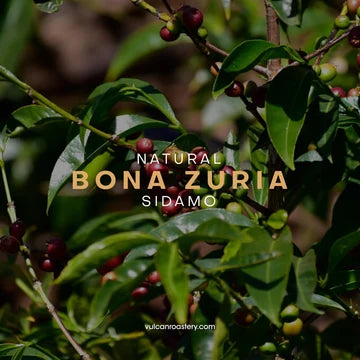 Vulcan | Ethiopia Bona Zuria 250G Filter