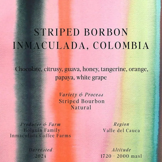 السومو | كولومبيا مخطط إنماكولادا 250 جرام