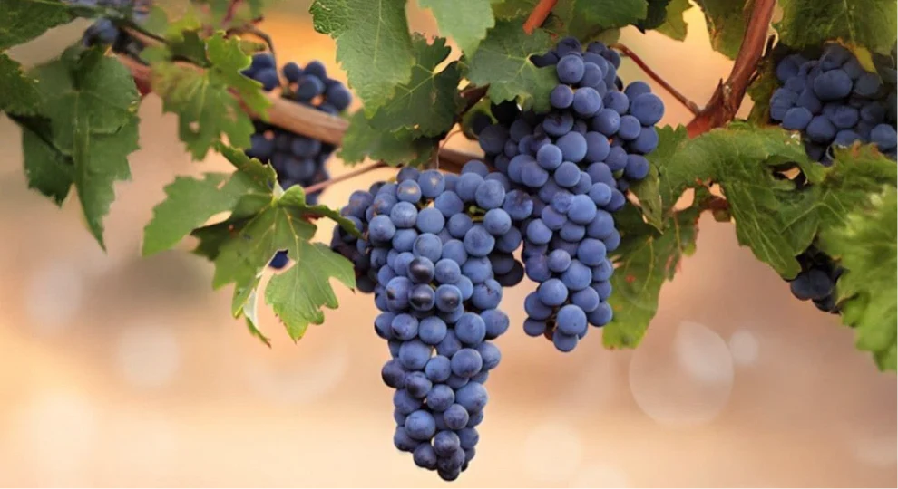 Slurp Ras Al Khaimah | Grape 150G