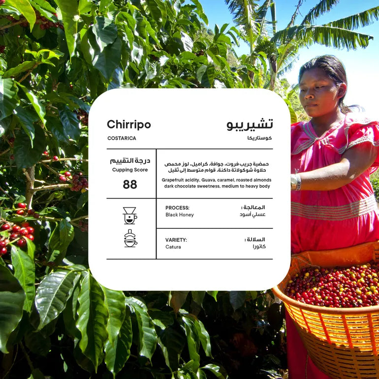 Piccolo | Costa Rica Chirripo 250G