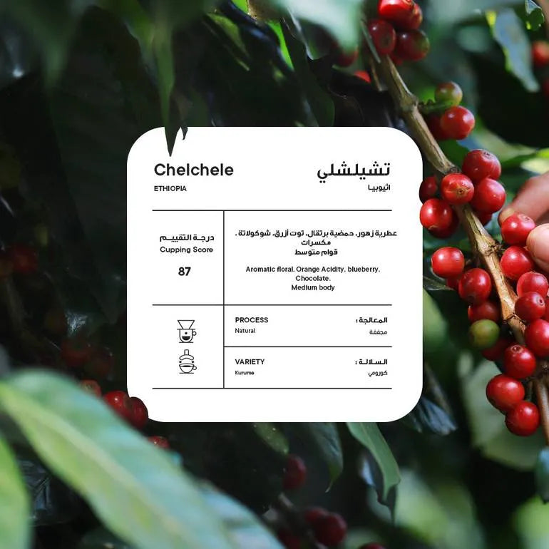 Piccolo | Ethiopia Chelchele 250G