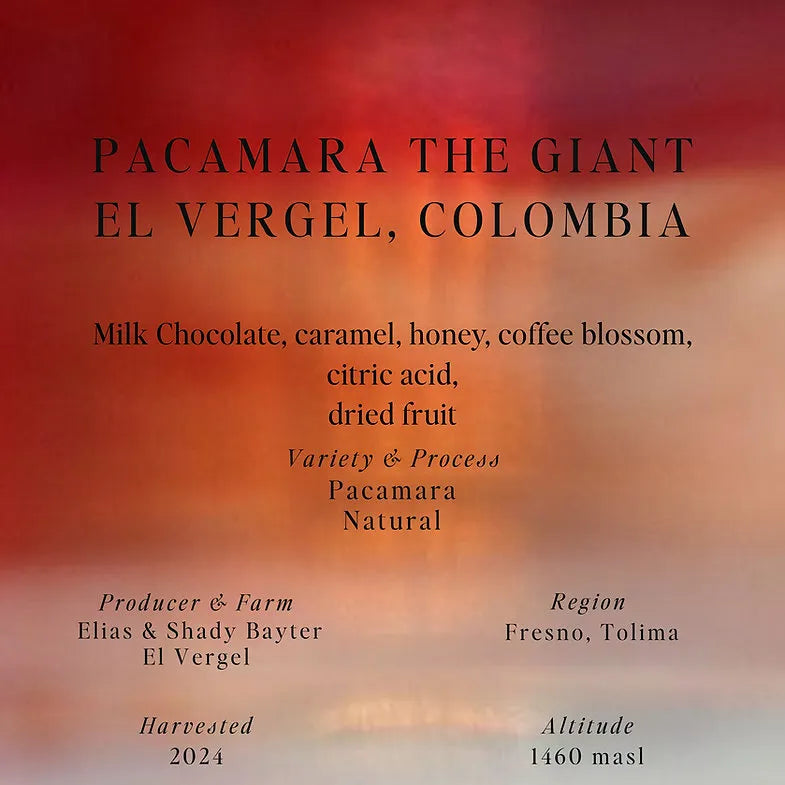 سومو | كولومبيا باكامارا العملاق 250 غرام