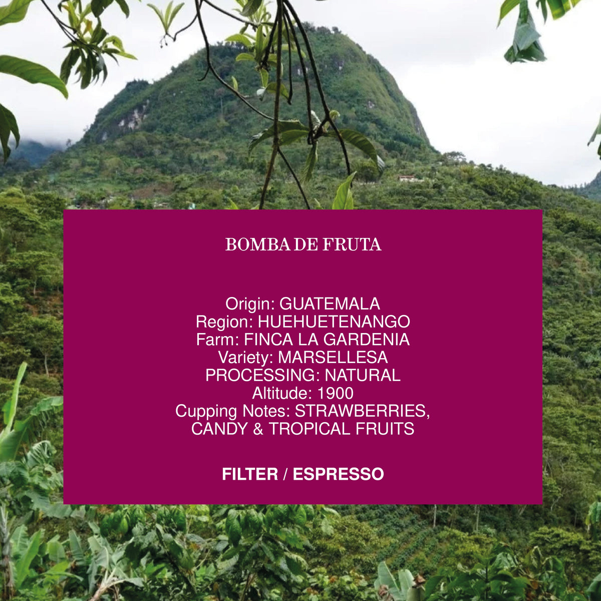 MVSM | Costa Rica La Bomba De Fruta 250g