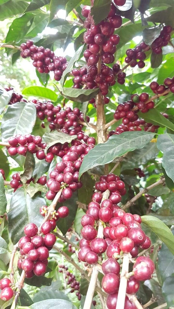 Pirates Abu TN-535 Panama Anaerobic Natural 250 G