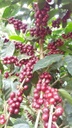 Pirates Abu TN-535 Panama Anaerobic Natural 250 G