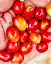 Pirates Razzlberry Filter Colombia Co Ferment 250 G
