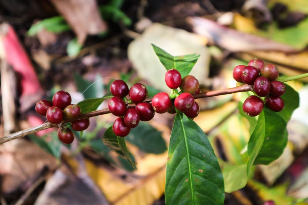 Alwaal Albari Ethiopia Tema 200G