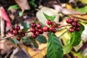 Alwaal Albari Ethiopia Tema 200G