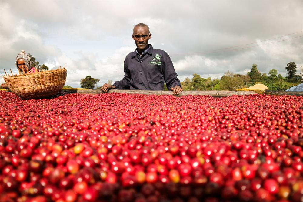 Alwaal Albari Ethiopia Tema 200G
