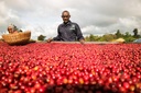 Alwaal Albari Ethiopia Tema 200G