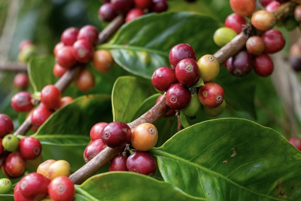 Alwaal Albari Colombia Antioquia 200G