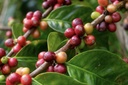 Alwaal Albari Colombia Antioquia 200G