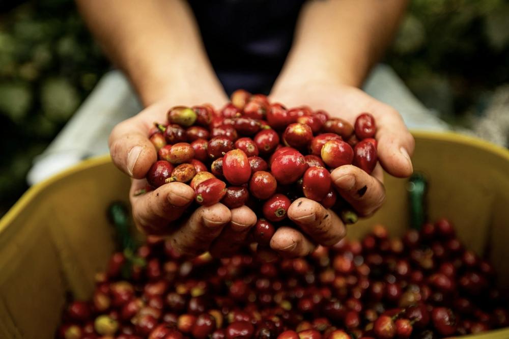 Alwaal Albari Colombia Antioquia 200G