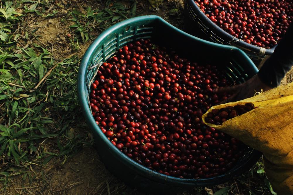 Alwaal Albari Costa Rica Loma Poro 125G