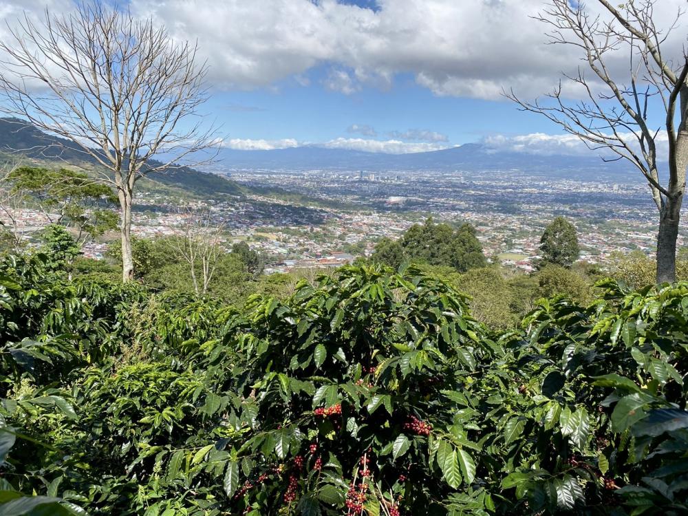Alwaal Albari Costa Rica Loma Poro 125G
