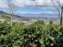 Alwaal Albari Costa Rica Loma Poro 125G