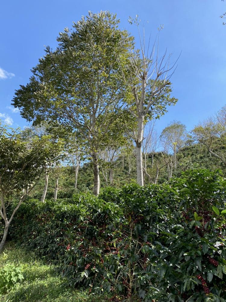 Alwaal Albari Costa Rica Loma Poro 125G